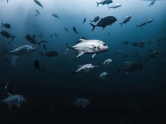 Guide d'achat : meilleur équipement de snorkeling pas cher